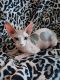 Sphynx Cats for sale in Clinton, MS, USA. price: NA
