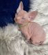 Sphynx Cats for sale in Oakland, CA, USA. price: $1,000