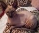 Sphynx Cats for sale in Manchester, NH, USA. price: $999