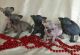 Sphynx Cats for sale in Atlanta, GA, USA. price: $800