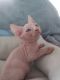 Sphynx Cats for sale in Chicago, IL, USA. price: $1,000