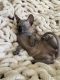Sphynx Cats for sale in Saginaw, MI, USA. price: $1,800