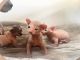 Sphynx Cats for sale in Florida St, San Francisco, CA, USA. price: $250