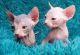 Sphynx Cats for sale in Portland, OR, USA. price: $800