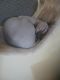 Sphynx Cats for sale in Mt Orab, OH, USA. price: NA
