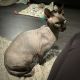 Sphynx Cats for sale in Irvine, CA, USA. price: $1,000