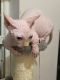 Sphynx Cats for sale in Orlando, FL, USA. price: $2,500