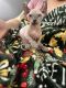 Sphynx Cats for sale in Chicago, IL, USA. price: $2,200