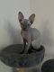 Sphynx Cats for sale in Pahrump, NV 89061, USA. price: $2,000
