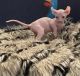 Sphynx Cats for sale in Henderson, NV, USA. price: NA