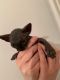 Sphynx Cats for sale in San Diego County, CA, USA. price: $600