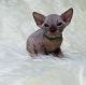 Sphynx Cats for sale in San Francisco, CA, USA. price: $400
