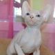 Sphynx Cats for sale in Norfolk, VA, USA. price: NA