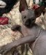 Sphynx Cats for sale in ELEVEN MILE, AZ 85122, USA. price: $500