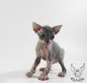 Sphynx Cats for sale in Tucson, AZ, USA. price: NA