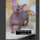 Sphynx Cats for sale in 47404 Magnolia St, Murrieta, CA 92562, USA. price: $1,800