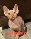 Sphynx Cats for sale in Oxford, OH 45056, USA. price: $1,800