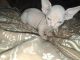 Sphynx Cats for sale in Woodbury, PA 16695, USA. price: $1,200