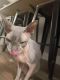 Sphynx Cats for sale in Loveland, CO, USA. price: NA