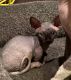 Sphynx Cats for sale in West Chester Township, OH, USA. price: NA
