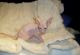 Sphynx Cats for sale in Dallas, TX, USA. price: $800