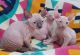 Sphynx Cats for sale in Dallas, TX, USA. price: NA