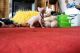 Sphynx Cats for sale in Dallas, TX, USA. price: $700