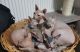 Sphynx Cats for sale in New York, NY, USA. price: $900