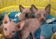 Sphynx Cats for sale in New York, NY, USA. price: $800