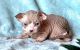 Sphynx Cats for sale in New York, NY, USA. price: $850