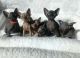 Sphynx Cats for sale in New York, NY, USA. price: $900