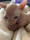Sphynx Cats for sale in Kearny, AZ 85137, USA. price: $2,700