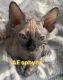 Sphynx Cats for sale in Oxford, OH 45056, USA. price: NA