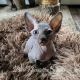 Sphynx Cats for sale in Syracuse, NY, USA. price: NA