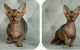 Sphynx Cats for sale in 47404 Magnolia St, Murrieta, CA 92562, USA. price: NA