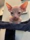 Sphynx Cats for sale in Las Vegas, NV, USA. price: $2,000