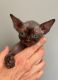 Sphynx Cats for sale in Fort Knox, KY, USA. price: NA