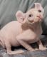 Sphynx Cats for sale in Gilroy, CA 95020, USA. price: $2,000