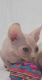 Sphynx Cats for sale in Gilroy, CA 95020, USA. price: $1,600