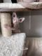 Sphynx Cats for sale in Orange County, CA, USA. price: $1,800