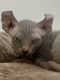 Sphynx Cats for sale in Jacksonville, FL, USA. price: $1,800