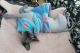 Sphynx Cats for sale in Manchester, NH, USA. price: $580