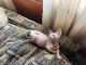 Sphynx Cats for sale in Greenwich Rd, Kearny, AZ 85137, USA. price: $1,400