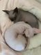 Sphynx Cats for sale in Sumter, SC, USA. price: NA