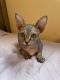 Sphynx Cats for sale in Whittier, CA 90602, USA. price: NA
