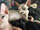 Sphynx Cats for sale in Greenwich Rd, Kearny, AZ 85137, USA. price: $1,200