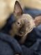 Sphynx Cats for sale in Palmdale, CA, USA. price: NA
