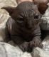 Sphynx Cats for sale in Cocoa Beach, FL 32931, USA. price: $2,850