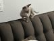 Sphynx Cats for sale in Greenwich Rd, Kearny, AZ 85137, USA. price: $2,000