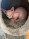 Sphynx Cats for sale in Ottawa, IL 61350, USA. price: $1,200